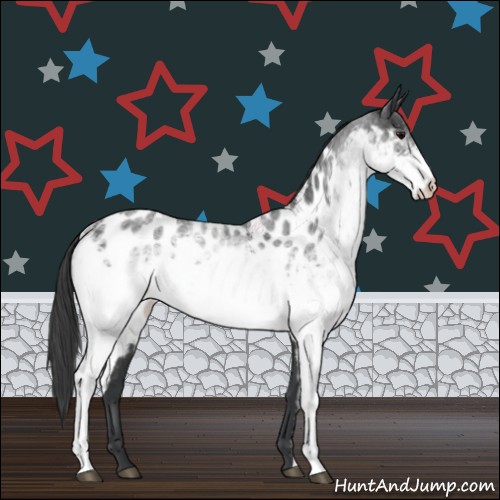Horse Color:White Spotted Blue Roan Near Leopard 