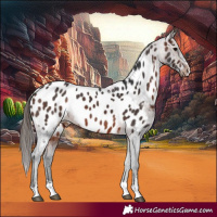 Horse Color:Brown Appaloosa 