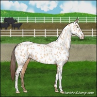 Horse Color:Amber Champagne Near Leopard 