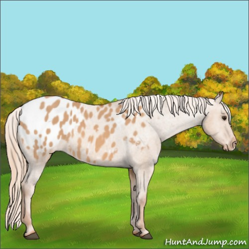 Horse Color:Red Dun Appaloosa