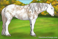 Horse Color:Liver Chestnut Pearl Sabino Splash Rabicano 