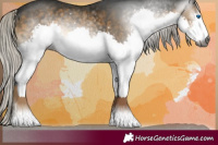 Horse Color:Gray Silver Buckskin Splash 