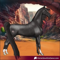 Horse Color:Smoky Black 
