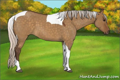 Horse Color:Silver Buckskin Roan Dun Tobiano 