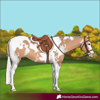 Horse Color:White Spotted Silver Bay Dun Splash Tobiano 
