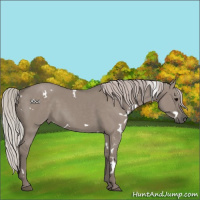 Horse Color:White Spotted Silver Grullo 