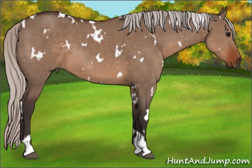 Horse Color:White Spotted Silver Brown Dun 
