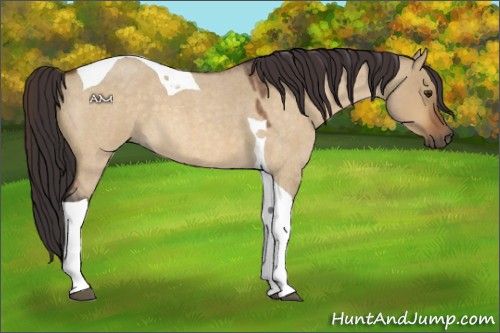 Horse Color:Buckskin Roan Dun Tobiano 