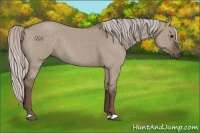 Horse Color:Silver Grullo Roan 