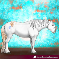 Horse Color:Chestnut Appaloosa 