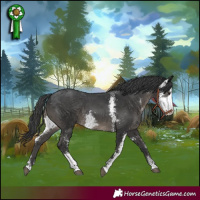 Horse Color:Black Sabino