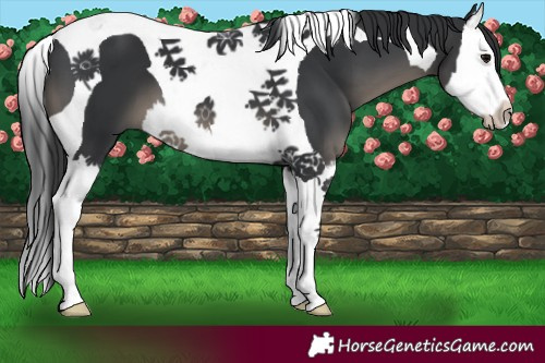 Horse Color:Black Splash Tobiano