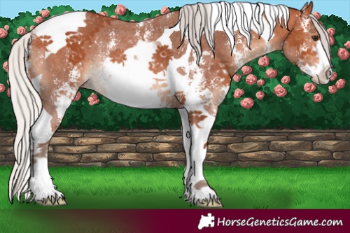 Horse Color:Silver Bay Sabino Tobiano Rabicano