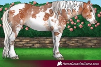 Horse Color:Silver Bay Sabino Tobiano Rabicano 