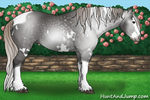 Horse Color:Gray White Spotted Silver Black Splash Tobiano 