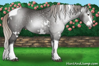 Horse Color:Gray White Spotted Silver Black Splash Tobiano 