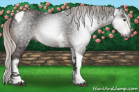 Horse Color:Gray Silver Brown Tobiano