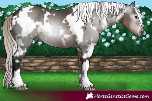 Horse Color:Gray White Spotted Silver Black 