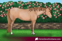 Horse Color:Bay Pearl 