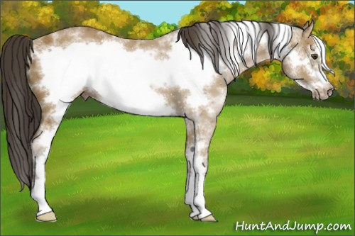 Horse Color:White Spotted Buckskin Frame 