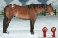 Horse Color:Brown Tobiano Appaloosa 