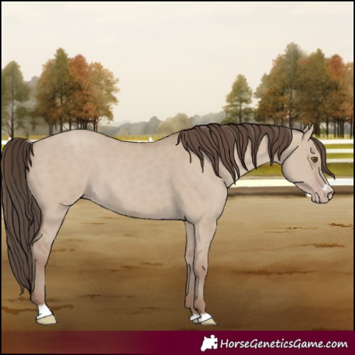 Horse Color:Classic Champagne Dun 