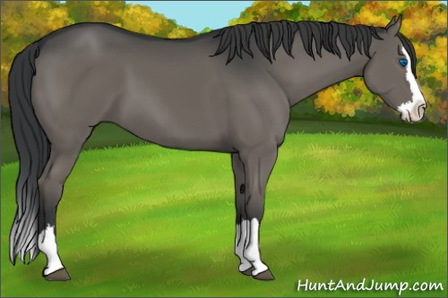 Horse Color:Grullo Sabino Splash 