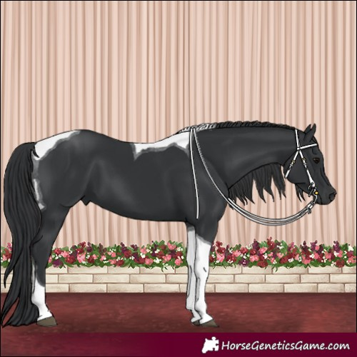 Horse Color:Black Tobiano 
