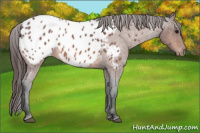 Horse Color:Bay Roan Appaloosa 