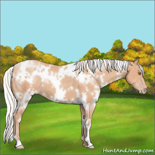 Horse Color:White Spotted Silver Classic Champagne 