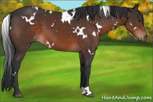 Horse Color:White Spotted Brown Mushroom 