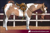 Horse Color:Bay Dun Tobiano 