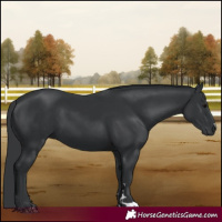 Horse Color:Black 