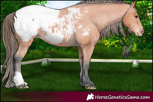 Horse Color:Bay Appaloosa 