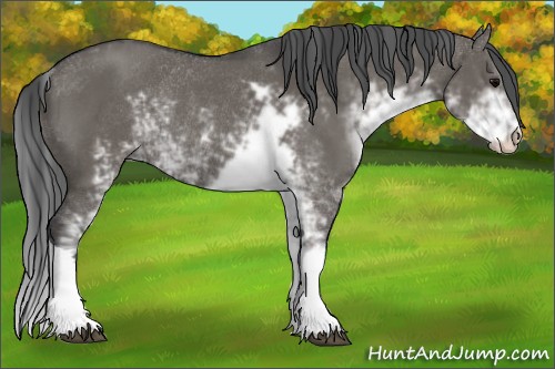 Horse Color:Grullo Sabino Rabicano 