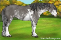 Horse Color:Grullo Sabino Rabicano 