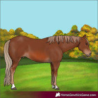 Horse Color:Chestnut 