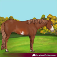 Horse Color:Chestnut Frame 