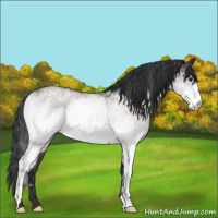 Horse Color:White Spotted Brown Roan 