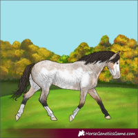 Horse Color:Bay Roan Dun Frame 
