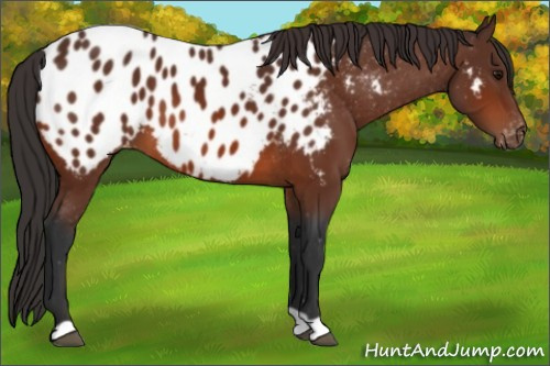 Horse Color:Bay Near Leopard 