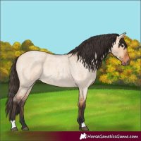 Horse Color:Bay Roan Dun Rabicano 
