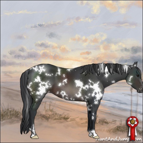 Horse Color:White Spotted Brown Appaloosa 