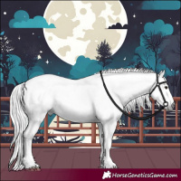 Horse Color:Gray Bay Sabino Appaloosa 