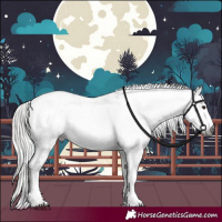 Horse Color:Gray White Spotted Silver Brown Sabino Appaloosa