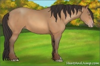 Horse Color:Amber Champagne