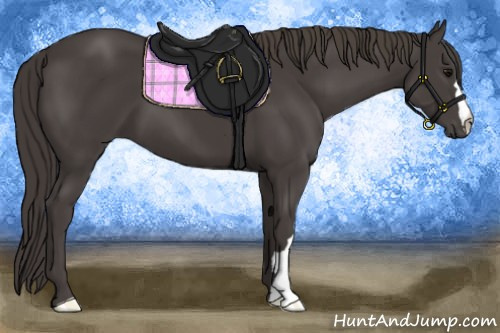 Horse Color:Smoky Black 