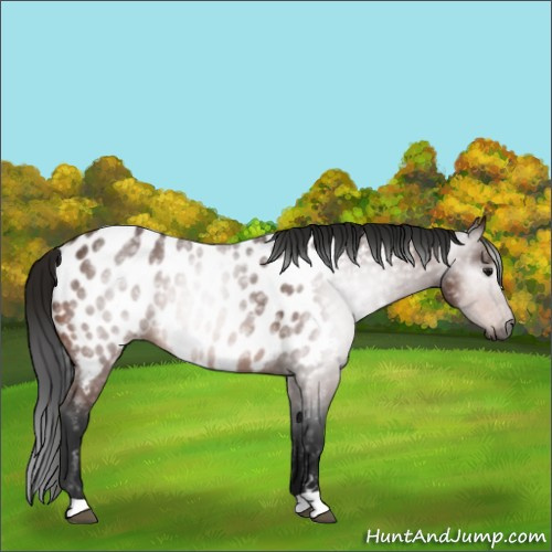Horse Color:Gray Bay Roan Appaloosa 