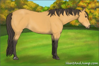 Horse Color:Buckskin 