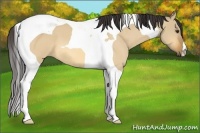 Horse Color:Buckskin Dun Tobiano